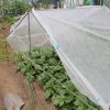 遅植えジャガイモの梅雨対策として雨よけを設置