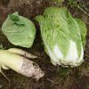 白菜/キャベツ/大根を収穫